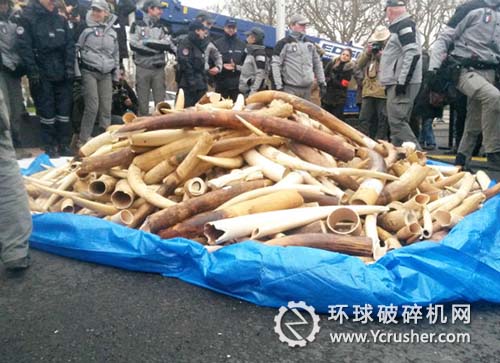在埃菲爾鐵塔下銷毀了2噸多象牙　價值大約100萬歐元